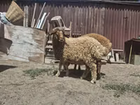 Sheep, Sheep — photo 3