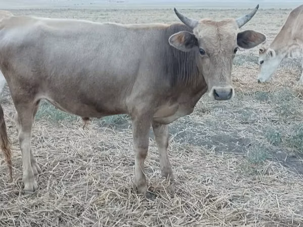 Bull, Azerbaijani zebu