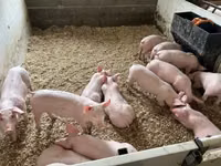 Porcs (lot, sexe non indiqué) — photo 2