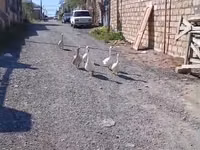 Geese — ფოტო 3