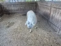 Sow — photo 3