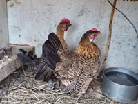 Chickens — foto 2