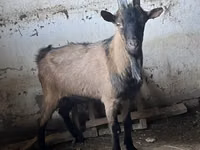 Cabro, Oberhasli goats — foto 3