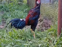 Chickens — foto 3