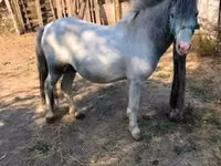 Caballo, Caballos — foto 5