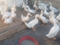 Ducks — الصورة 2