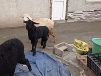 ஆண் ஆடு, Edilbay sheep — புகைப்படம் 2