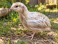 Quails — 1-сурет