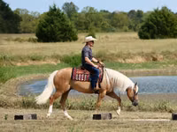 Cheval, Quarter Horse — photo 4