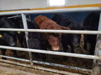 Taureau, Aberdeen-Angus — photo 5