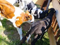 Bydło (partia, płeć nieokreślona), Russian Black pied cattle — zdjęcie 3