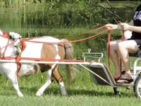 At, Miniature horse — foto 4