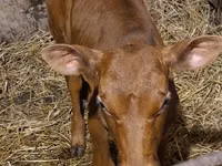காளை, Simmental cattle — புகைப்படம் 7