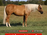 Cheval, Quarter Horse — photo 1