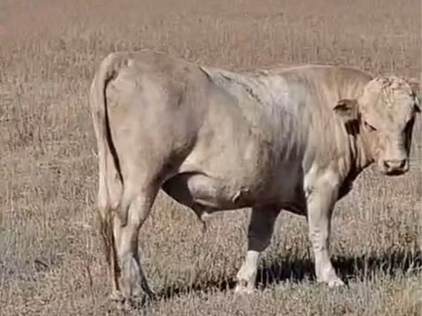 Boğa, Swiss cattle