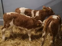 أبقار (دفعة، الجنس غير محدد), Simmental cattle — الصورة 3