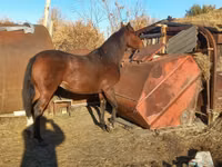 Бие, Arabian horse — 1-сурет