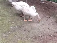Geese — foto 2