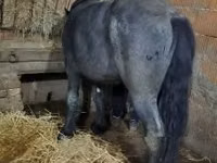 Cheval, Belgian Draught — photo 2