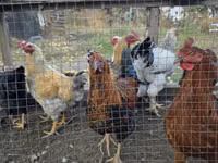 Chickens — photo 2