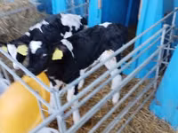 Boğa, Holstein ırkı — foto 6