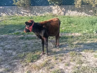 Kůň, Koně — foto 5