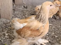 براهما — الصورة 1