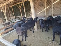 ஆண் வெள்ளாடு, வெள்ளாடுகள் — புகைப்படம் 5