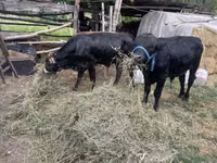 காளை, ஹெரெஃபோர்ட் — புகைப்படம் 1