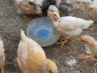 Chickens — Foto 1