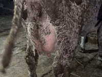 İnək, Russian Black pied cattle — foto 3