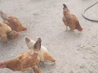 نورث هولاند بلو — الصورة 3