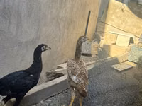 Chickens — foto 2