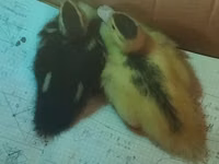 Ducks — foto 3