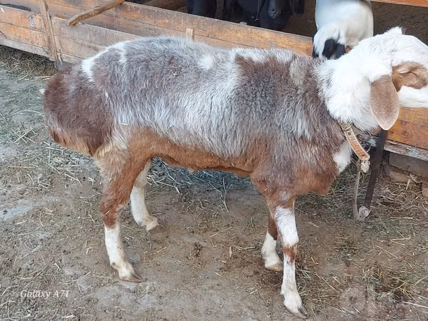 Ram, Sheep