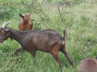 பெண் வெள்ளாடு, Murcia-Granada goats — புகைப்படம் 2