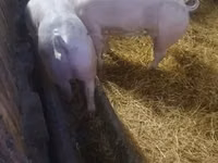 Locha, Świnie — zdjęcie 3