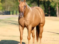 雄馬, Quarter Horse — 写真 4