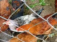 Chickens — foto 1