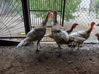Geniş Göğüslü Beyaz — foto 1