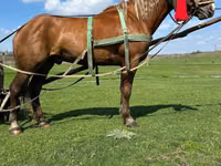 Cavalo, Cavalos — foto 4