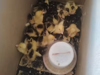 pato criollo doméstico — foto 1