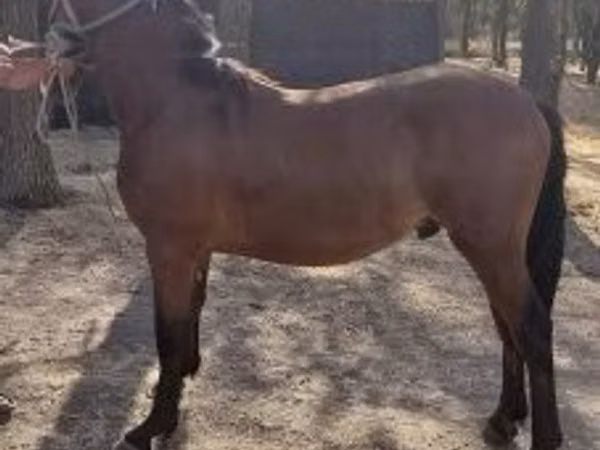 Cheval, Chevaux
