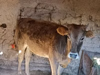 பசு, Swiss cattle — புகைப்படம் 4