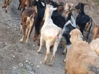 Chèvre, Damask goat — photo 5