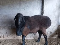 Ram, Sheep — photo 2