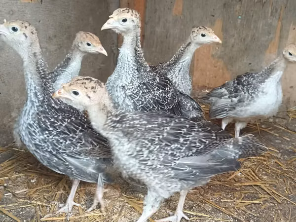 Turkeys