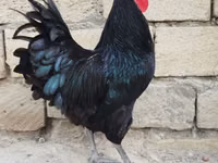 Chickens — photo 1