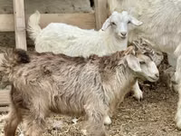 Dişi keçi, Saanen goat — foto 4