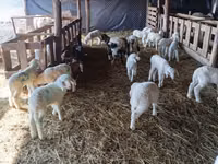 Qoyun, Awassi sheep — foto 2